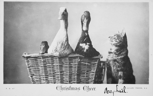 vintage cat and ducks postcard