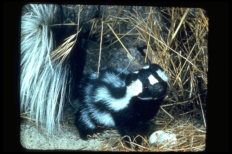 photograph